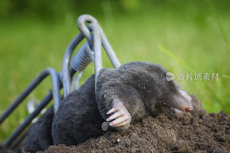 Talpa europaea，陷阱中的欧洲鼹鼠